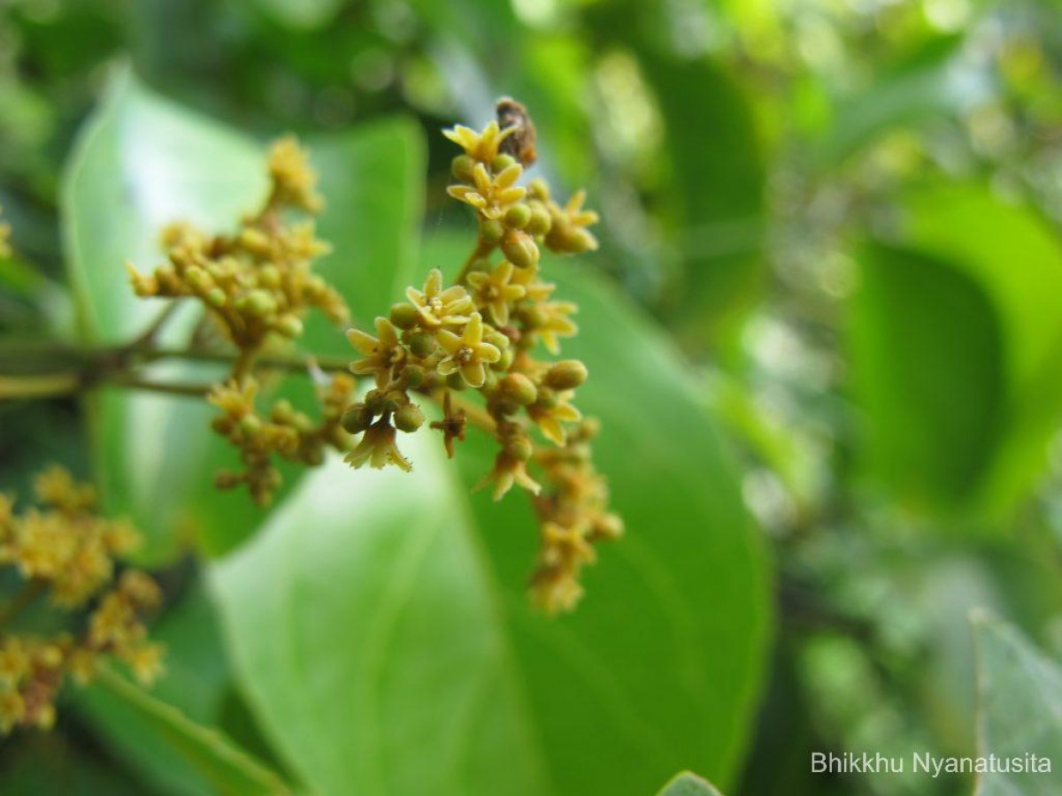 Reissantia indica (Willd.) N.Hallé